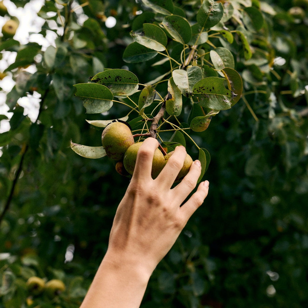 Why Fall Is the Fertility Season You Didn’t Know You Needed.
